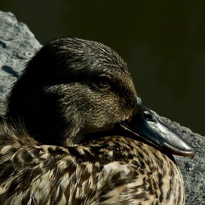 2-051912-7870.jpg    Mrs. Mallard