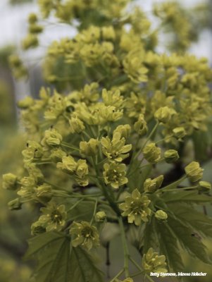 Maple flowers