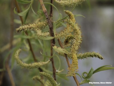 Weeping willow