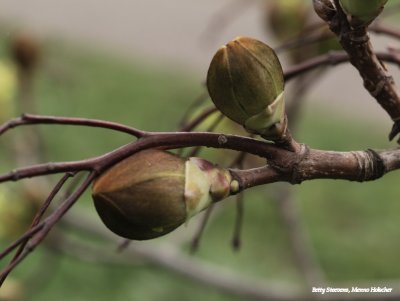 Maple buds