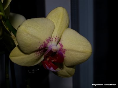 Orchidee