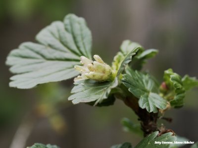 Kruisbes, de bloem