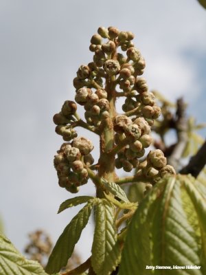 Chestnut, little later