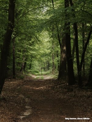 In het bos op de Manderheide