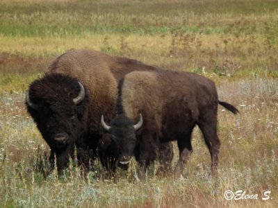 Pair of bisons