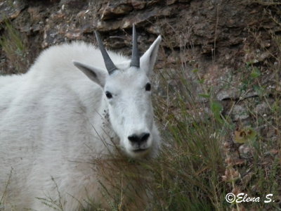 Mountain Goat