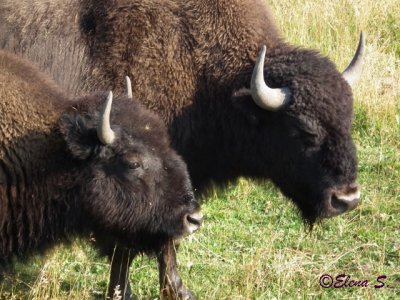 Bisons