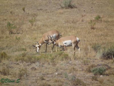 Pronghorns