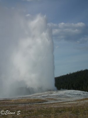 Old faithful geyser