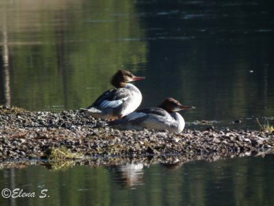 Pair of Merganser