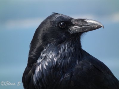 Common Raven