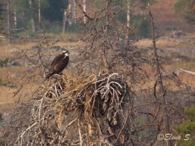 Osprey