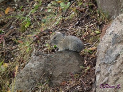 Pika