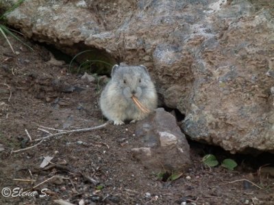 Pika