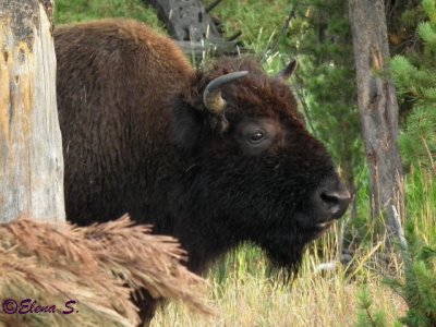 Bison