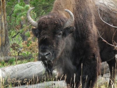 Bison