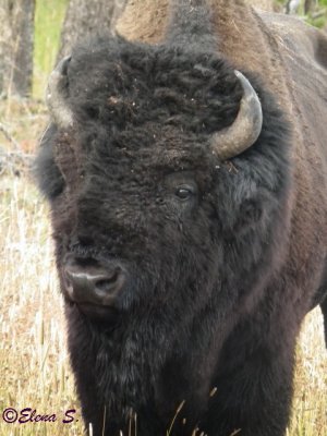 Bison