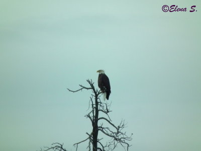 Bald eagle