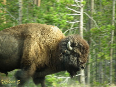 Bison