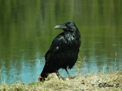 Common Raven