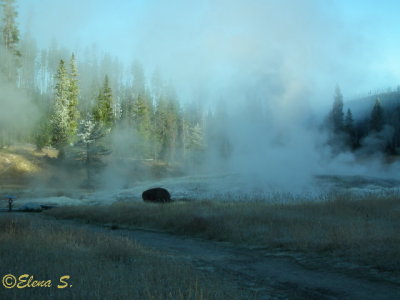 Fumaroles with bison