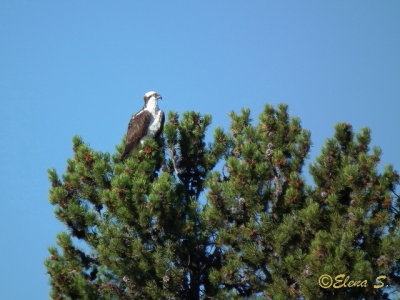 Osprey