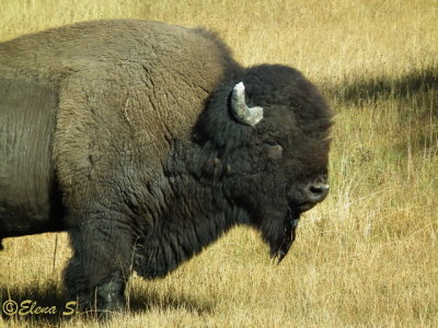 Bison