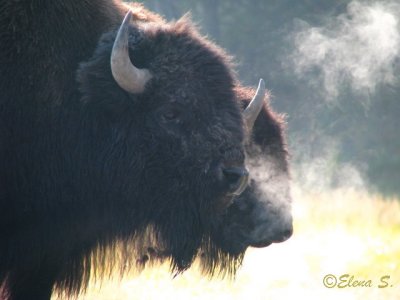 Pair of bisons