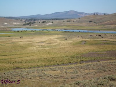 Meadow with bisons