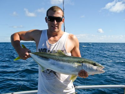 Cavelli Island Yellowtail Kingfish