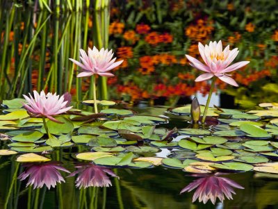 Lotus pond at Phipps 8/10/2010