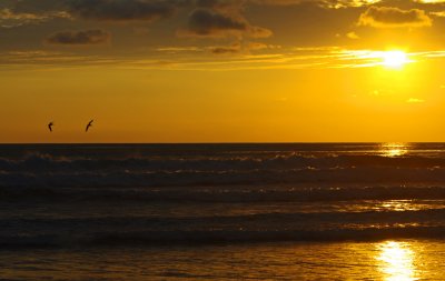  Sunset-Pelicans