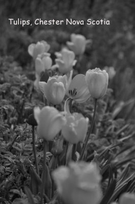 Tulips chester