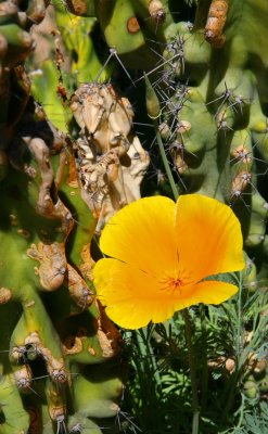 California Poppy