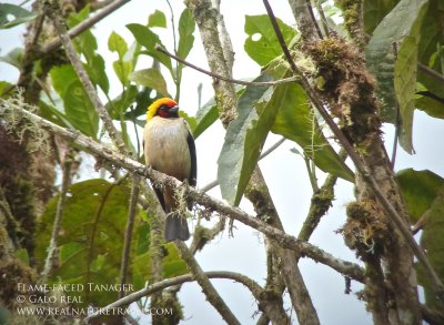 Flame-faced Tanager.jpg