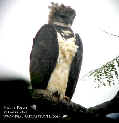 Harpy Eagle .jpg