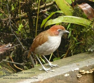 Antpittas