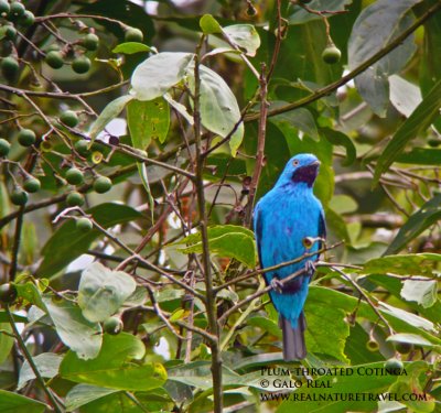 Plum-throated Cotinga 23-06-19.jpg