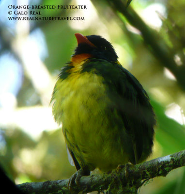 Orange-breasted Fruiteater.jpg