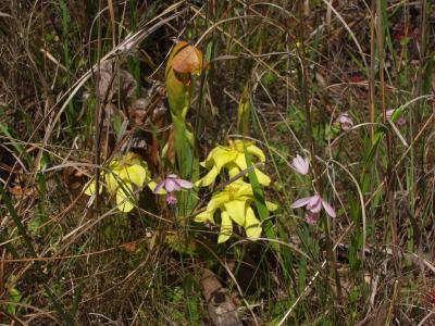 Pogonia ophioglossoides with Sarracenia minor in bloom in background