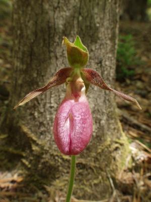 Cypripedium acaule single - note hairs on all parts of the flower, including the pouch