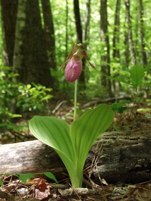 Cypripedium acaule single