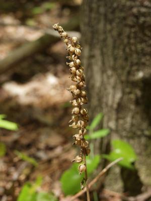 Dehised seed pods of Goodyera pubescens