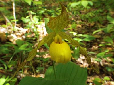 Cyp. parviflorum var. pubescens