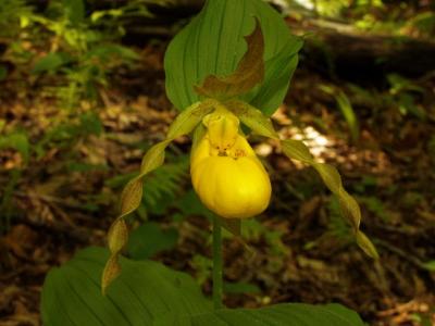 Cyp. parviflorum var. pubescens