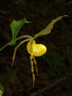 Cyp. parviflorum var. pubescens