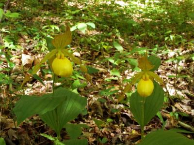 Cypripedium parviflorum var. pubescens