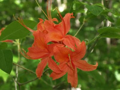 Rhododendron calendulaceum (Flame azalea)