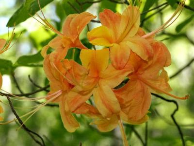 Rhododendron calendulaceum (Flame azalea)