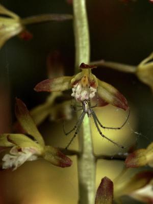 Aplectrum hyemale with spider lying in wait...